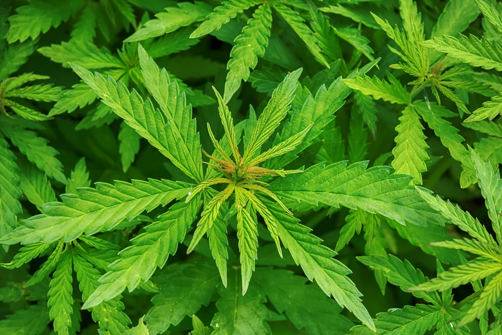 Marijuana-Plant-Closeup